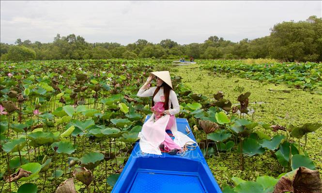 Trong ảnh: Đầm sen là điểm đến ưa thích của các bạn trẻ khi tham quan rừng tràm Trà Sư. Ảnh: Thanh Sang-TTXVN